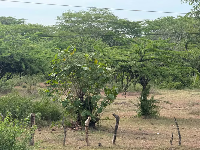 Venta de Finca 25 mz