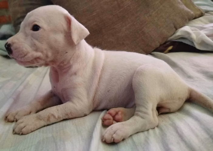 Bellezas de cachorros