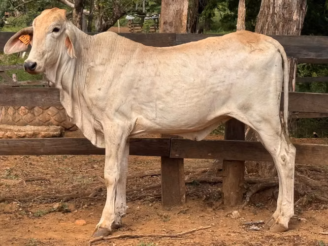 Vaquillas de vientres Disponibles