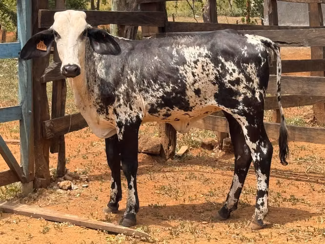Vaquillas de vientres Disponibles