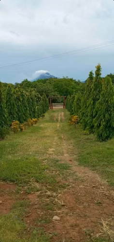 SE VENDE PROPIEDAD EN NAGAROTE, LEÓN - Imagen 6
