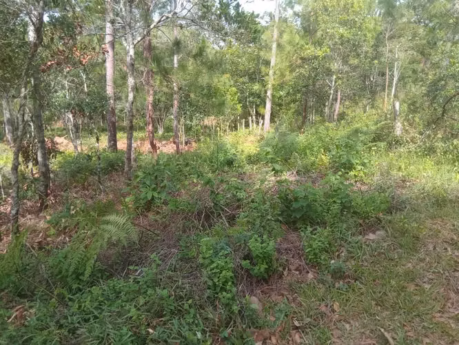 Lote de terreno Reserva Tisey Estanzuela.