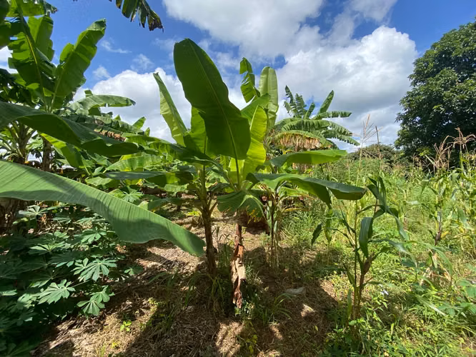 Venta de Terreno en Carretera a Masaya - Imagen 15