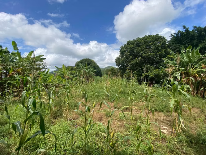 Venta de Terreno en Carretera a Masaya - Imagen 4