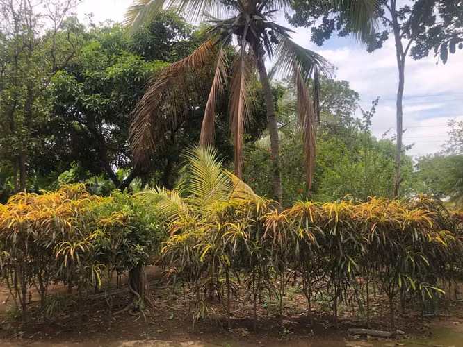 Venta de Terreno en Carretera a Masaya - Imagen 5