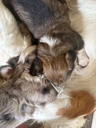 Perros