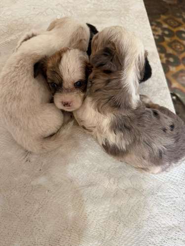 Perros