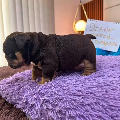 Bulldog inglés Exótico - Imagen 2