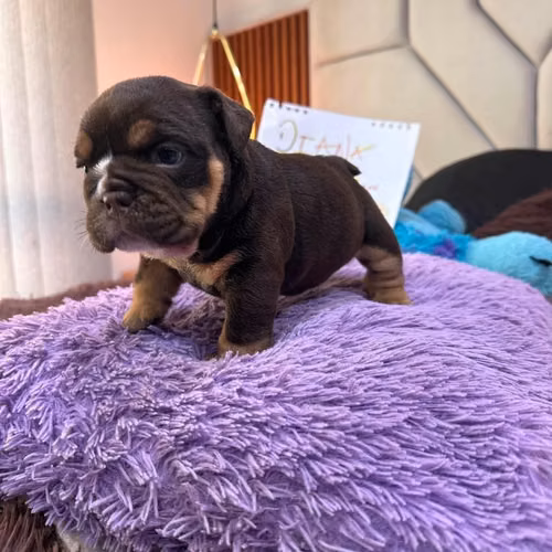 Bulldog inglés Exótico
