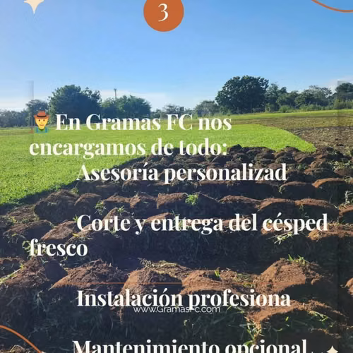 Venta de Grama Soyza y San Agustín a muy buen precio por metro cuadrado
