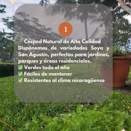 Venta de Grama Soyza y San Agustín a muy buen precio por metro cuadrado