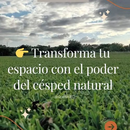 Venta de Grama Soyza y San Agustín a muy buen precio por metro cuadrado