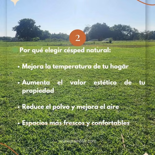 Venta de Grama Soyza y San Agustín a muy buen precio por metro cuadrado