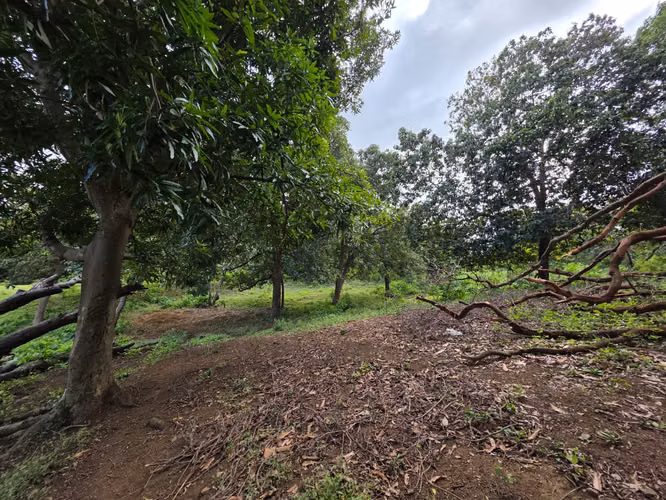 AG, SE VENDE 5 MANZANAS DE TERRENO EN SANTO DOMINGO - Imagen 2