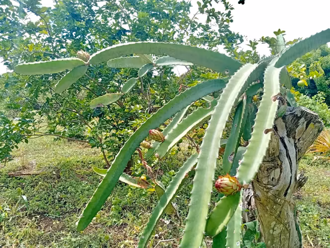 EM-Venta de 2.1 Manzanas de terreno en Ticuantepe - Imagen 11