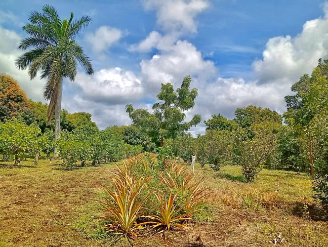 EM-Venta de 2.1 Manzanas de terreno en Ticuantepe - Imagen 7