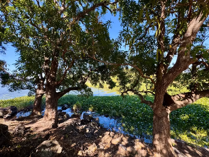 Venta de Finca en Granada - Imagen 5