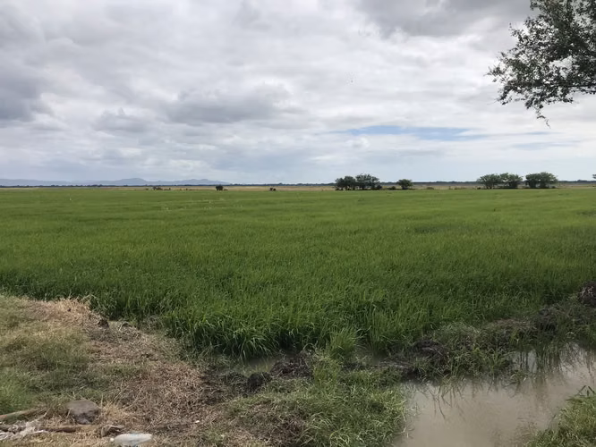 AG, SE VENDE FINCA ARROCERA EN MALACATOYA - Imagen 15