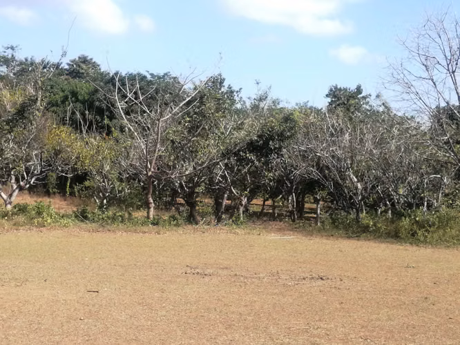 AG, SE VENDE FINCA DE 2 MANZANAS EN LAS FLORES - Imagen 7