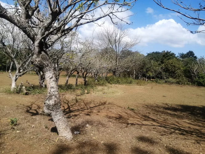 AG, SE VENDE FINCA DE 2 MANZANAS EN LAS FLORES - Imagen 8