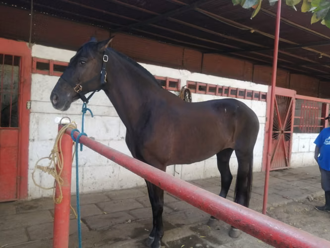AG, SE VENDE FINCA DE 2 MANZANAS EN LAS FLORES - Imagen 16