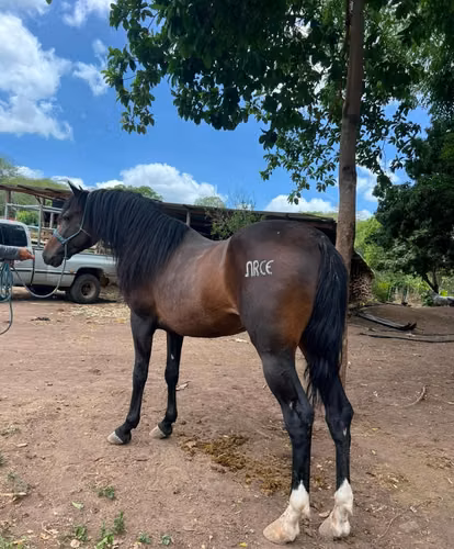 Vendo caballo ibero con registro