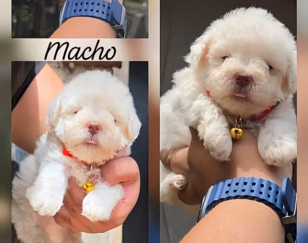 French poodle mini toys hembra y macho