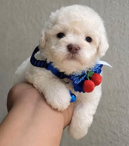 French poodle mini toys hembra y macho