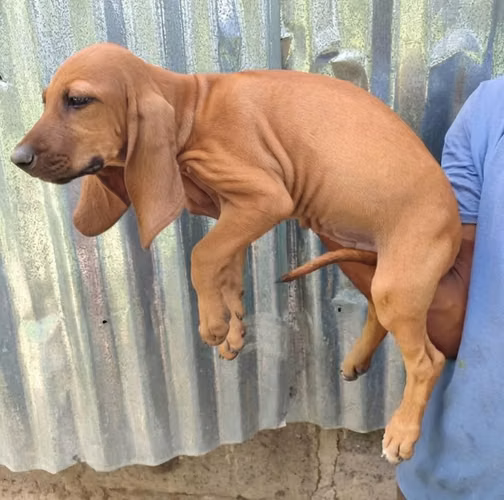 Sabueso blud hound