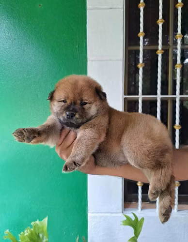 Lindos Cachorros Chow Chow - Imagen 5
