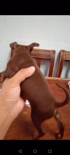 Lindo doberman pincher mini