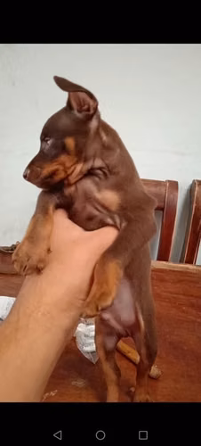 Lindo doberman pincher mini