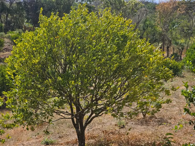 AG. SE VENDE FINCA LAS CRUCITAS NIQUIHONMO - Imagen 10
