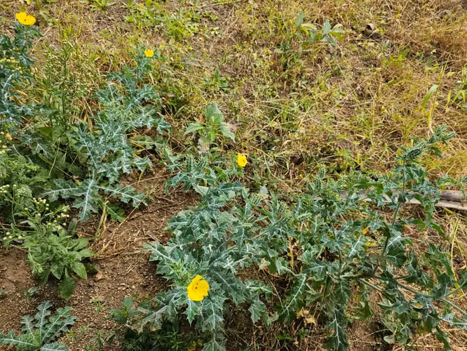 AG. SE VENDE FINCA LAS CRUCITAS NIQUIHONMO - Imagen 17
