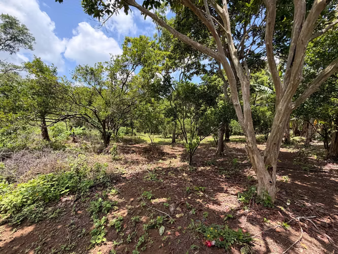 Se vende finca en San marcos, GANGA!! 4.8 manzanas - Imagen 5