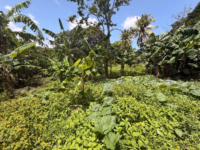Se vende finca en San marcos, GANGA!! 4.8 manzanas - Imagen 8