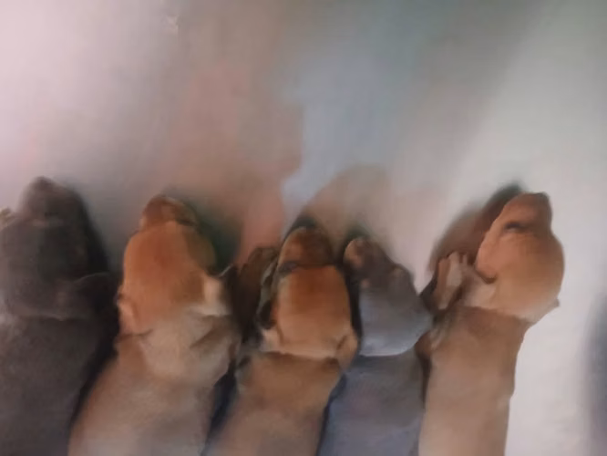 Doberman pinsher