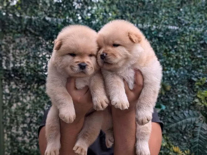 Lindos cachorritos chow chow - Imagen 6