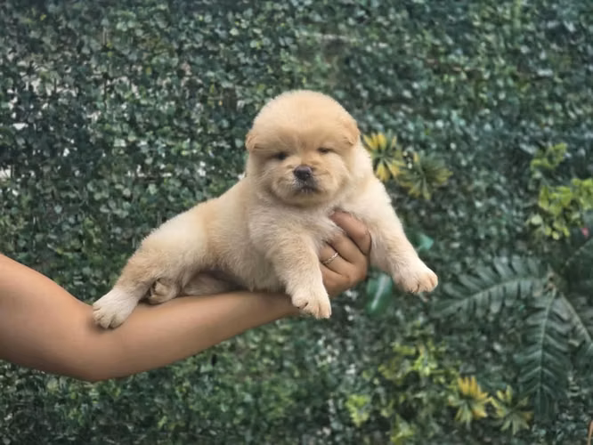 Lindos cachorritos chow chow - Imagen 3