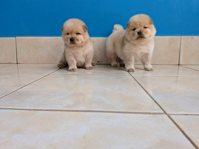 Lindos cachorritos chow chow - Imagen 5