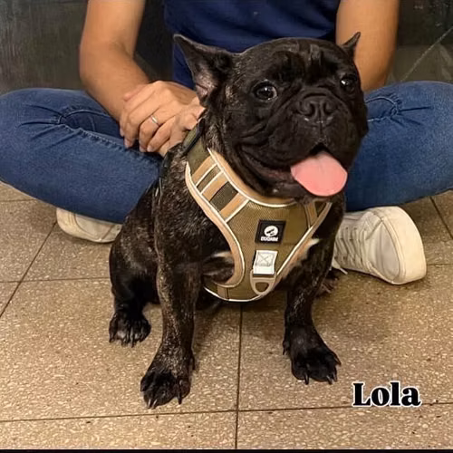 Bulldog Francés - Imagen 1