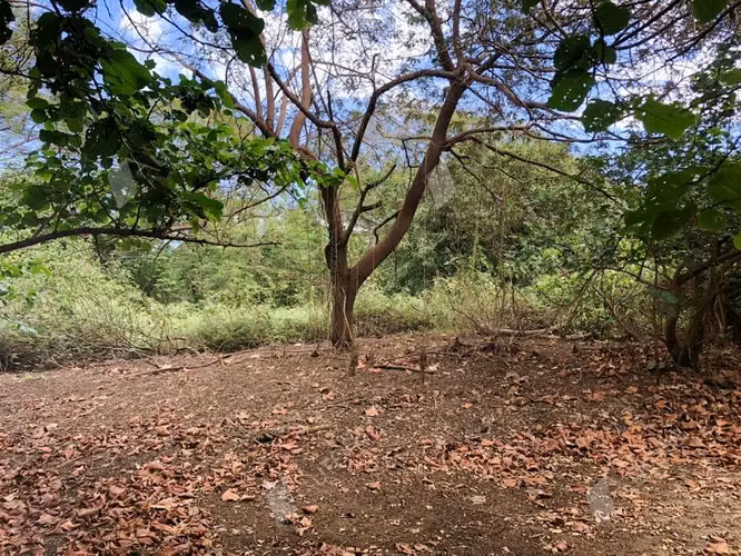 99 acre farm on the road to Poneloya - Imagen 2