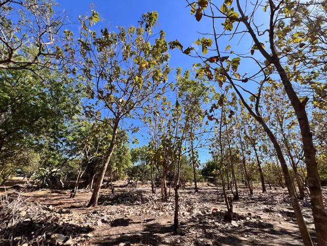 Teak Haven  New Home with Plantation Potential near Leon   Beaches - Imagen 2