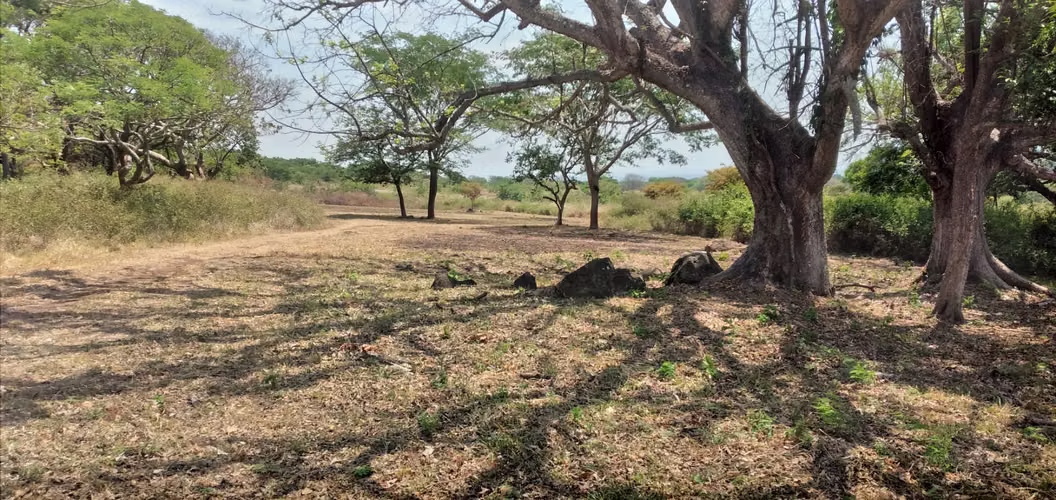 98 Acre farm next to Apoyo lagoon. - Imagen 3