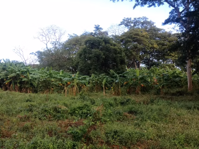 700 acres farmland - Imagen 4