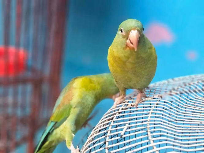 Chocoyitos