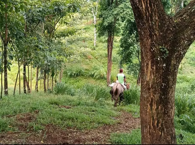 Finca de 90 manzanas rustica, En Waslala