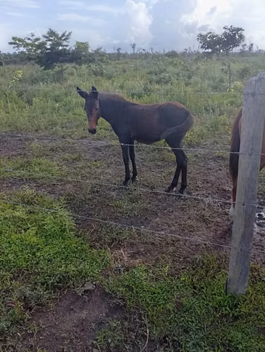 Se venden 200 manzanas de tierra en Rosita - Imagen 4