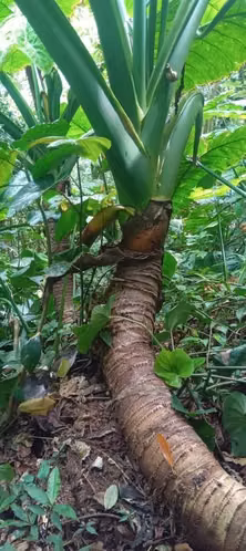 Vendo linda finca de 186 mzn. 50,000 cordobas por mz. - Imagen 8