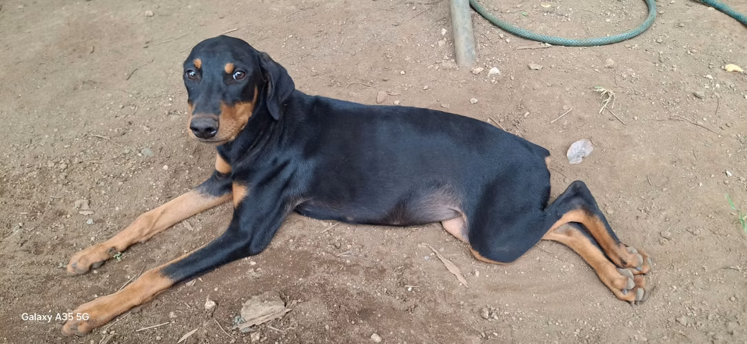 Black Doberman